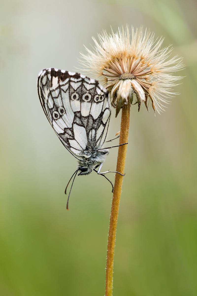 Schachi Juli 2014_bearbeitet-3.jpg