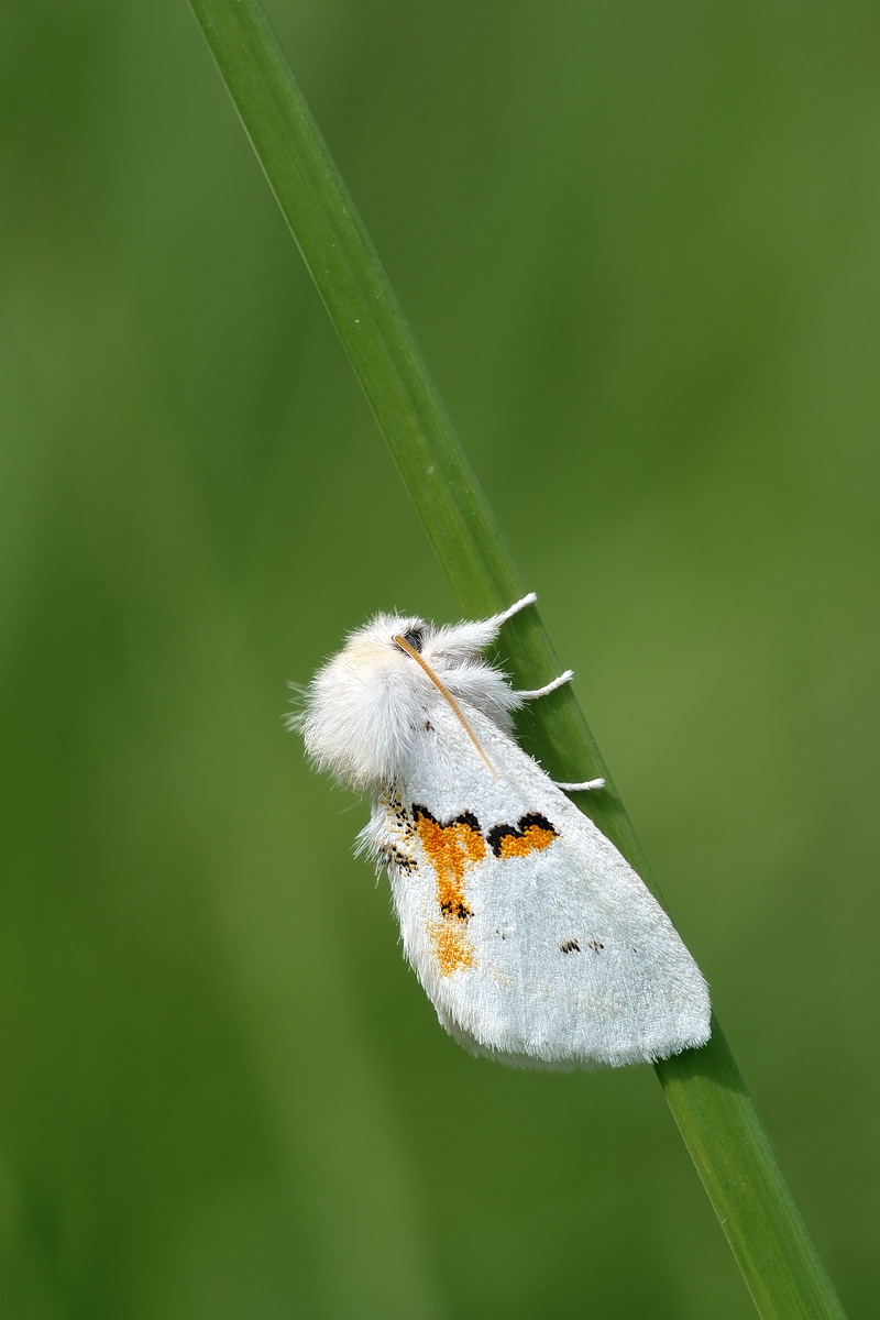 08736g2_bicoloria_Leucodonta_Weißer_Zahnspinner_2014-07-03_RLV.jpg