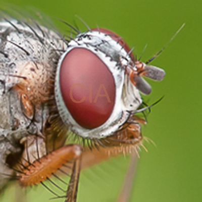 fliege_32_735Kop.jpg