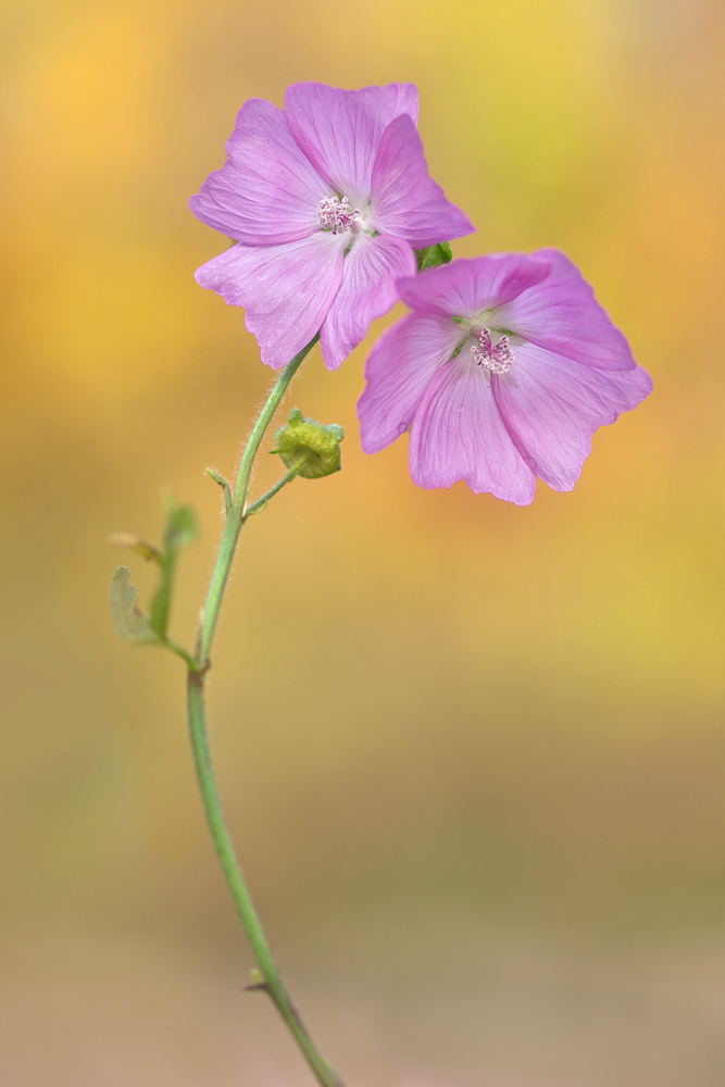Malva-moschata2-OG268411.jpg