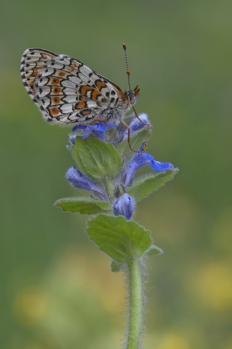 Melitaea cinxia_kompr.jpg