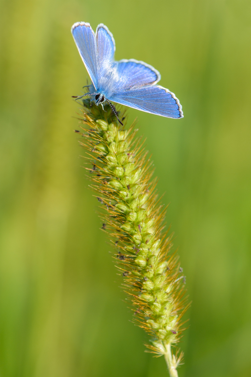Mir-20140827-4828-2.jpg