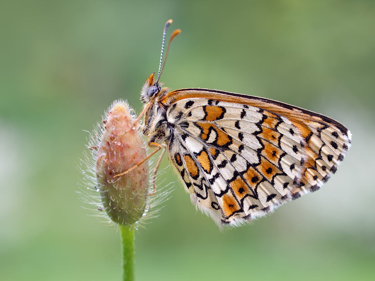 Melitaea-cinxia-OG040374.jpg
