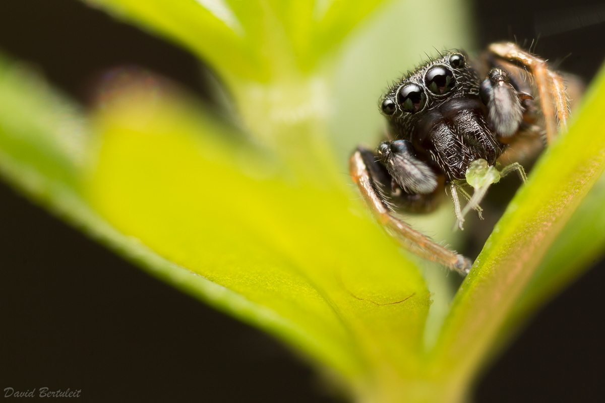 Heliophanus_cupreus-106.jpg