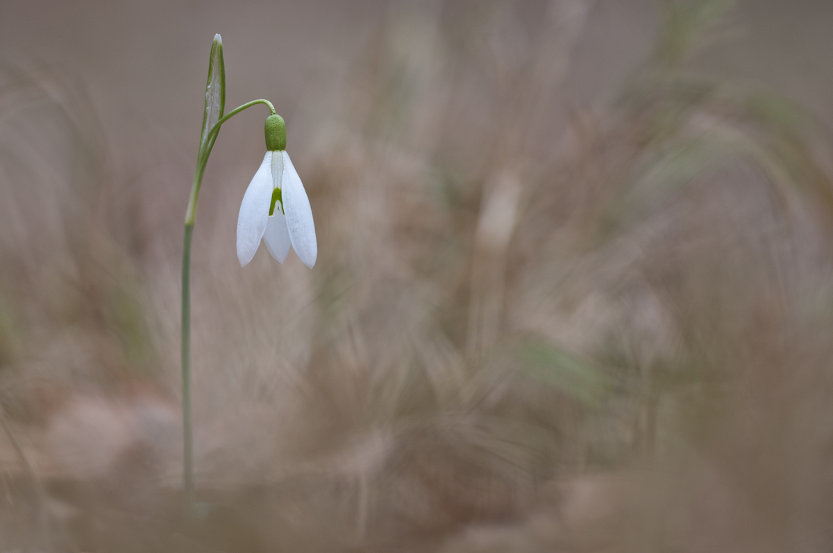 Galanthus_.jpg