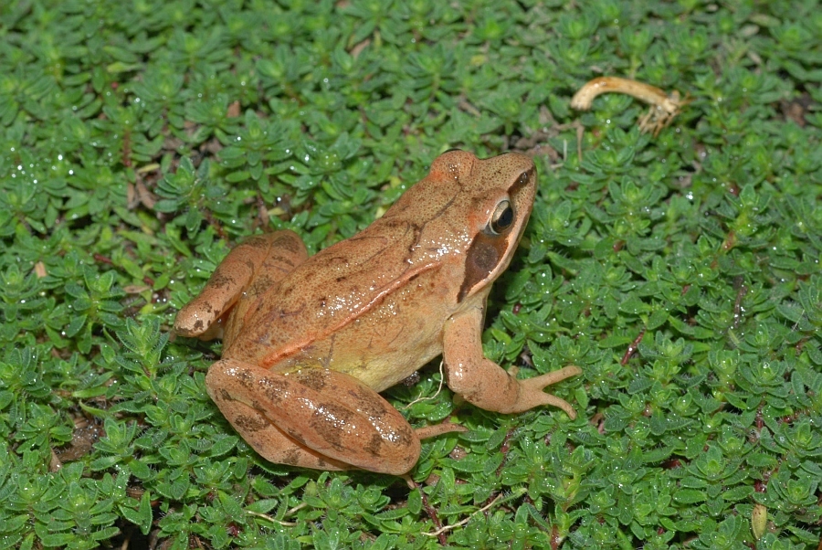 Rana dalmatina Springfrosch (40).JPG