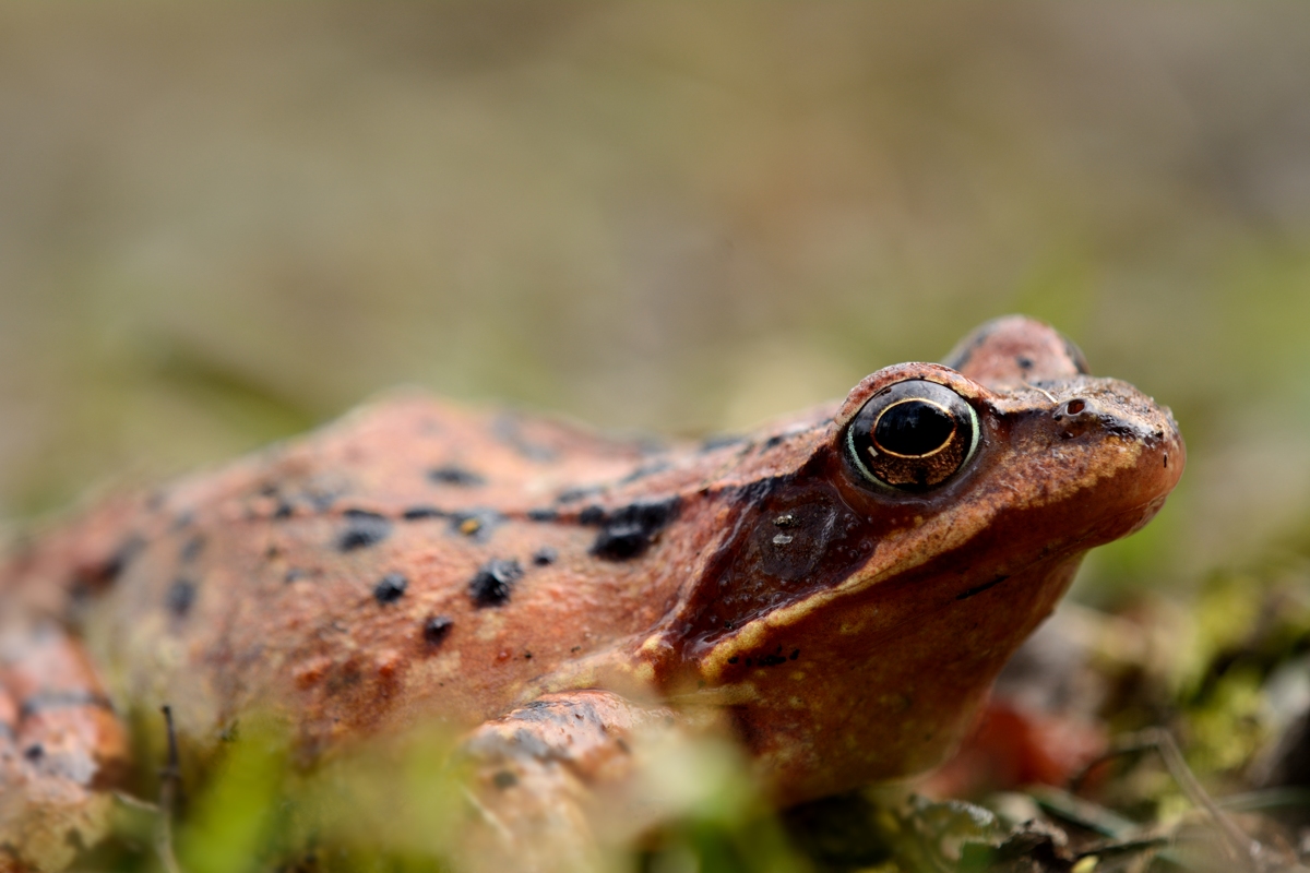 DSC_1106 Frosch 2.jpg