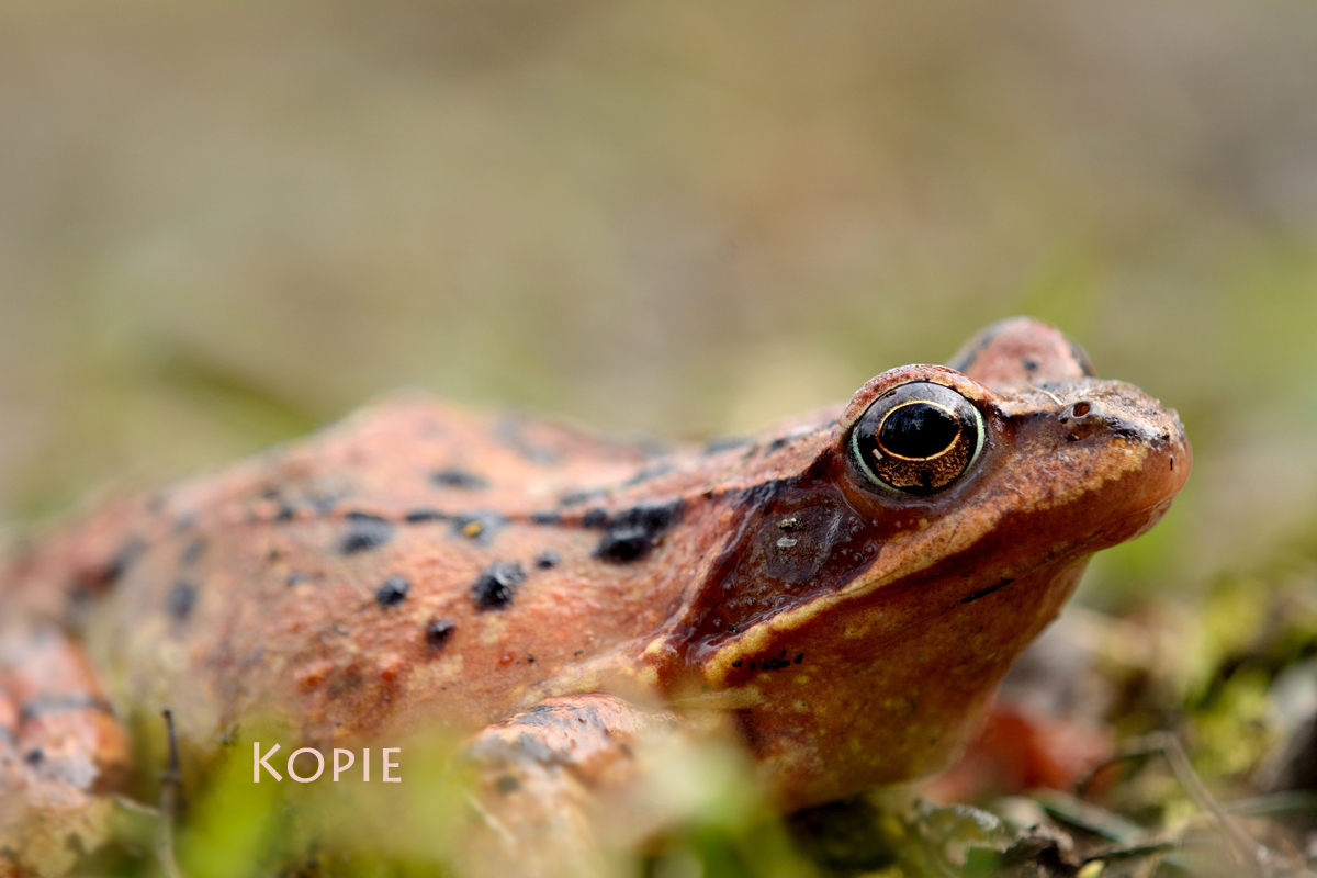 dsc_1106_frosch_2_110.jpg