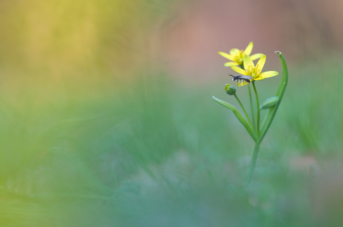 Bienchen und Blümchen_kompr.jpg