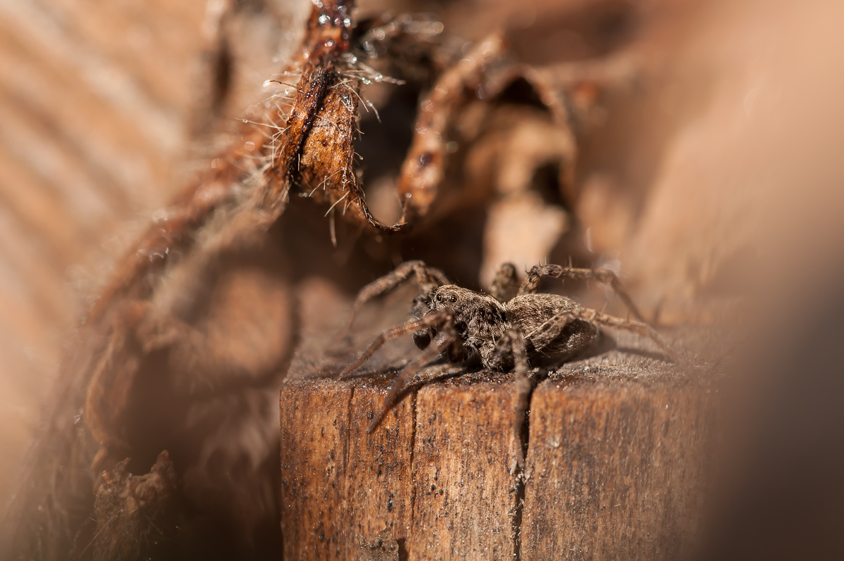 Spinne 25-1.jpg