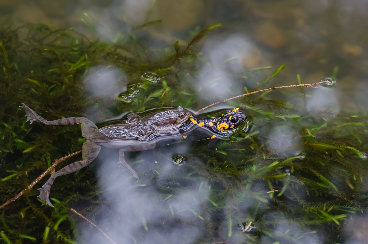 FroschSalamander-3.jpg