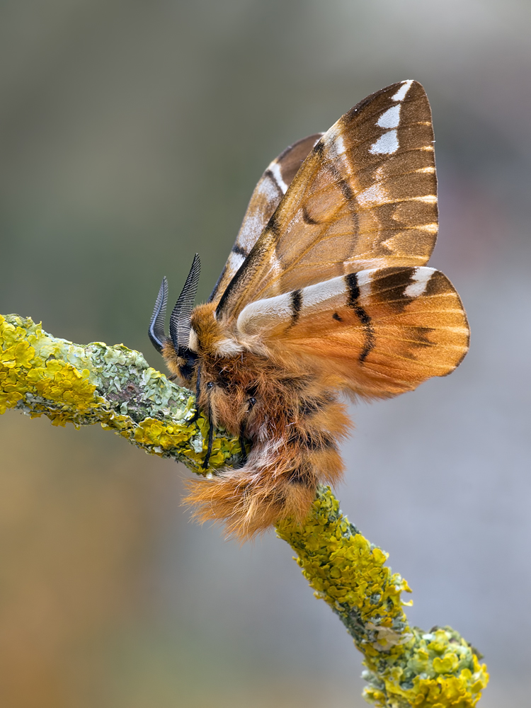 Endromis versicolora OG162714_1.jpg