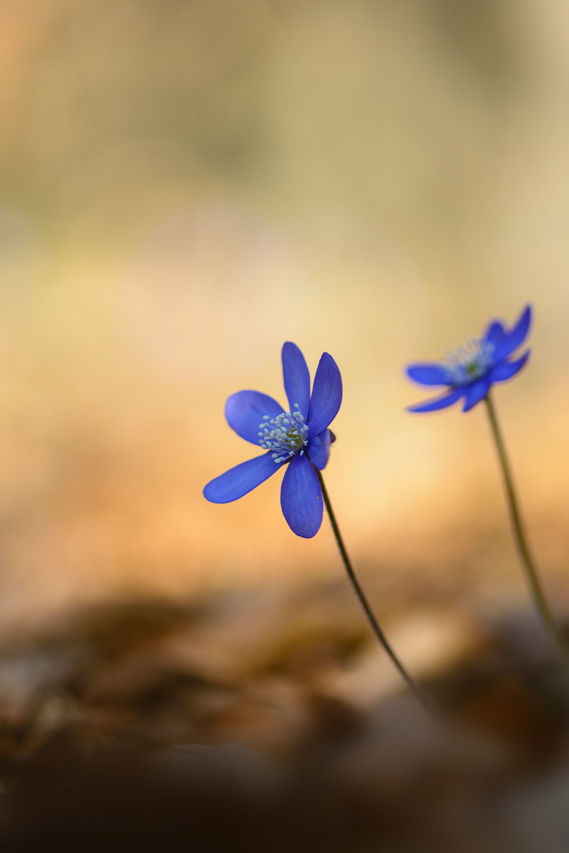 MIR-20150328-8271.jpg