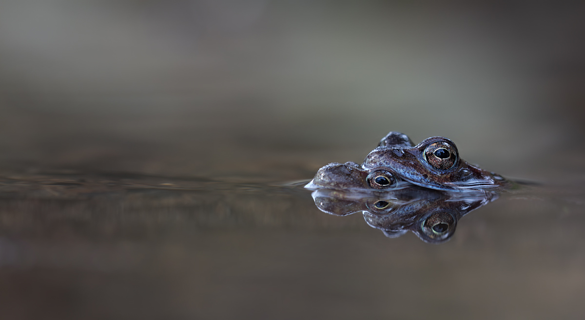 Grasfrosch.jpg