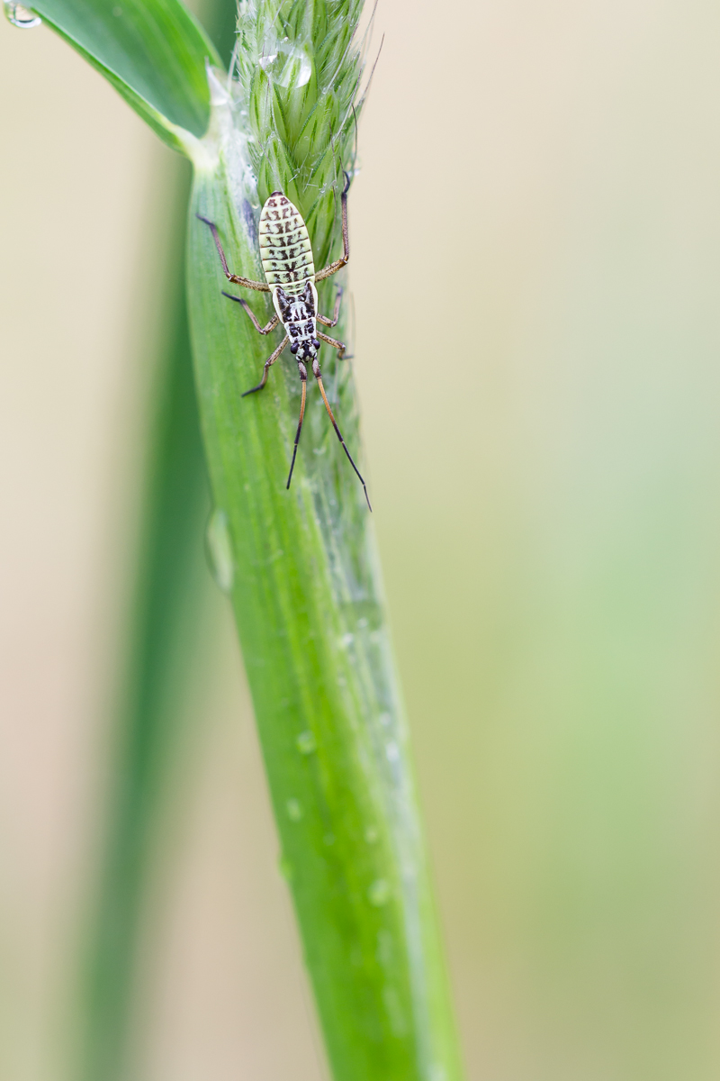 IMG_1628_Dolchwanze_Leptopterna_dolabrata.jpg