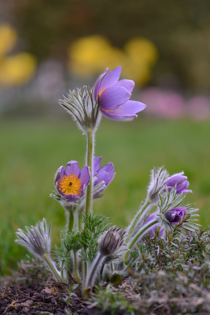 kuhschelle-9916-3.jpg