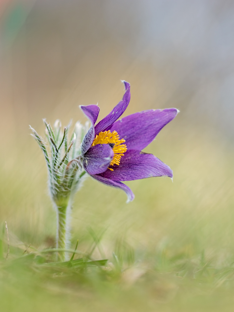 Pulsatilla_20150403-_4030067-Bearbeitet-Bearbeitet-Bearbeitet.jpg