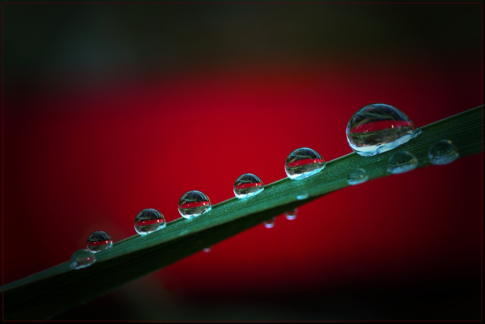 Covered in Red.jpg