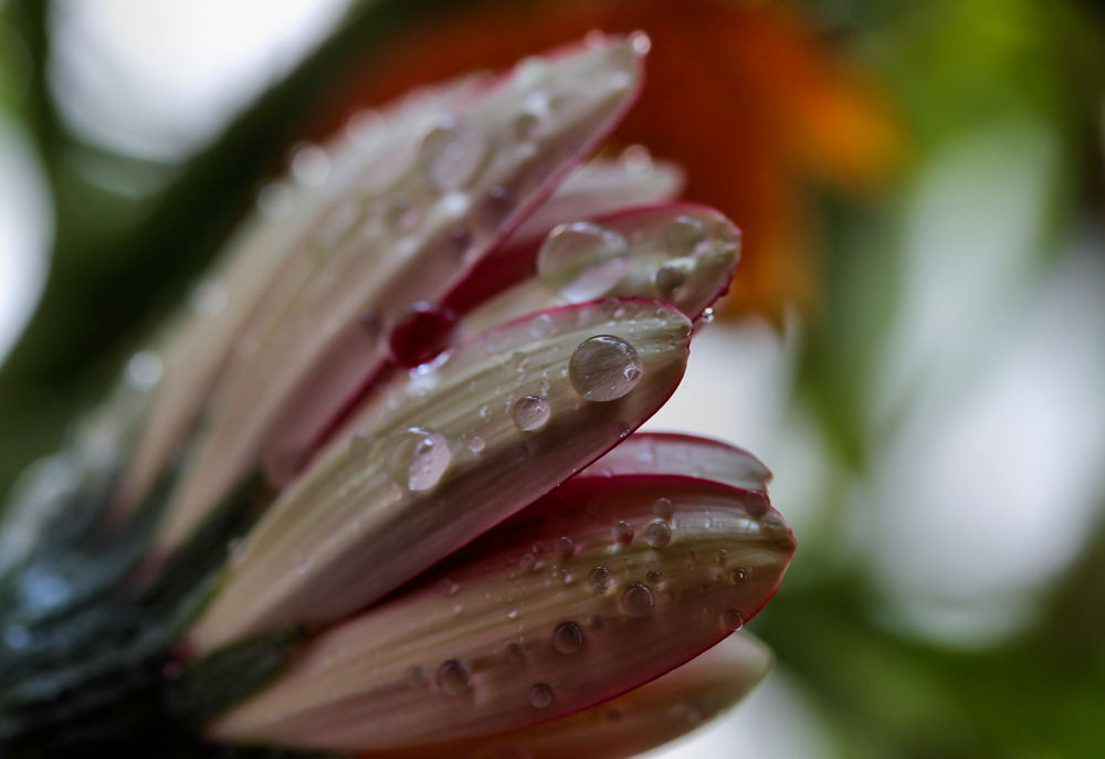Gerbera.jpg