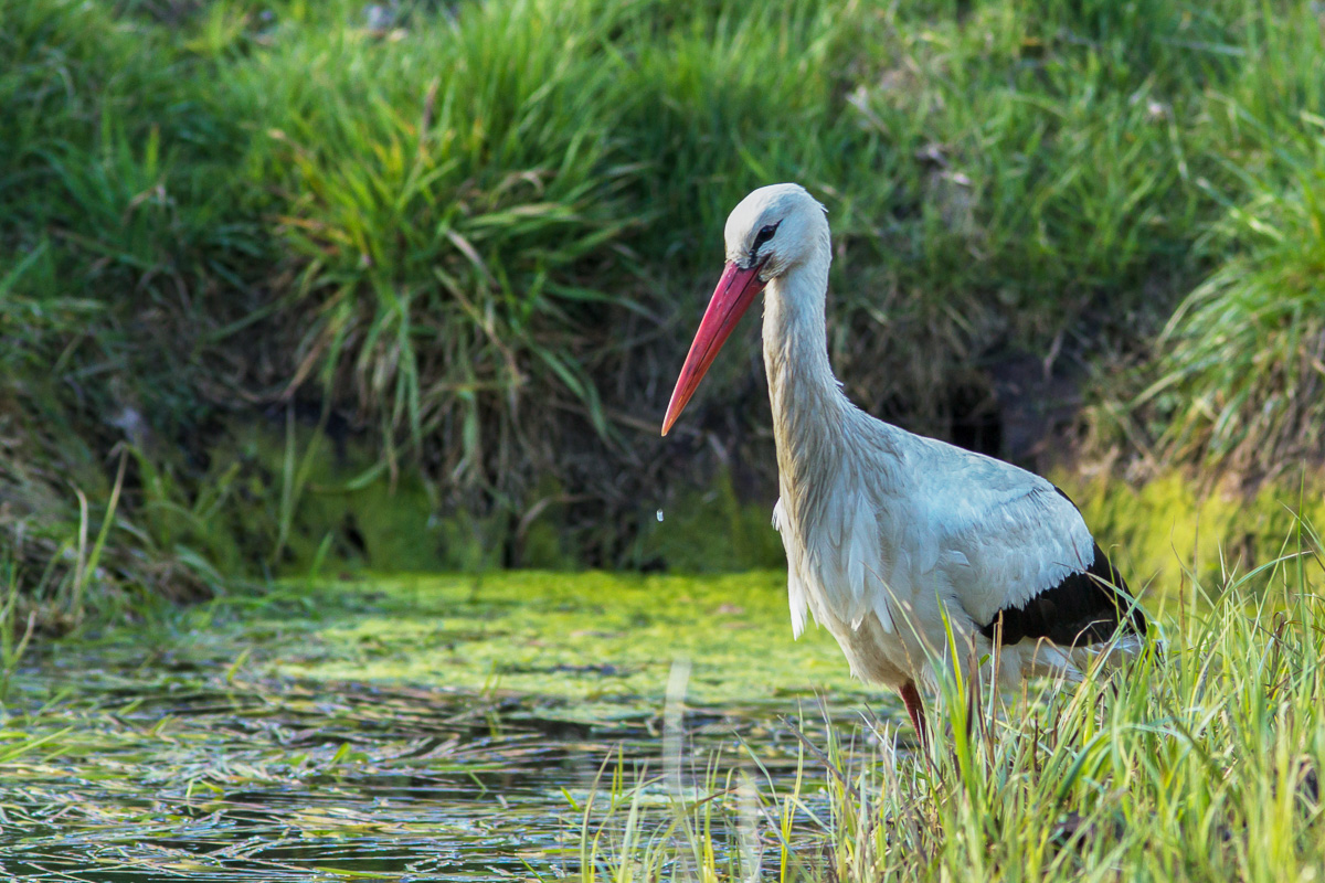 Storch04042015-7241.jpg