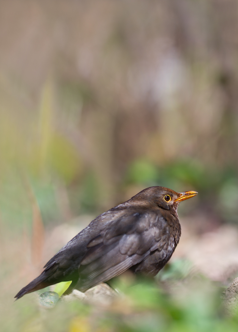 Oster Amsel.jpg