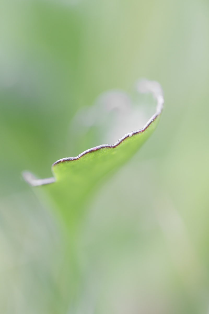 IMG_4648_Raynox250_.jpg