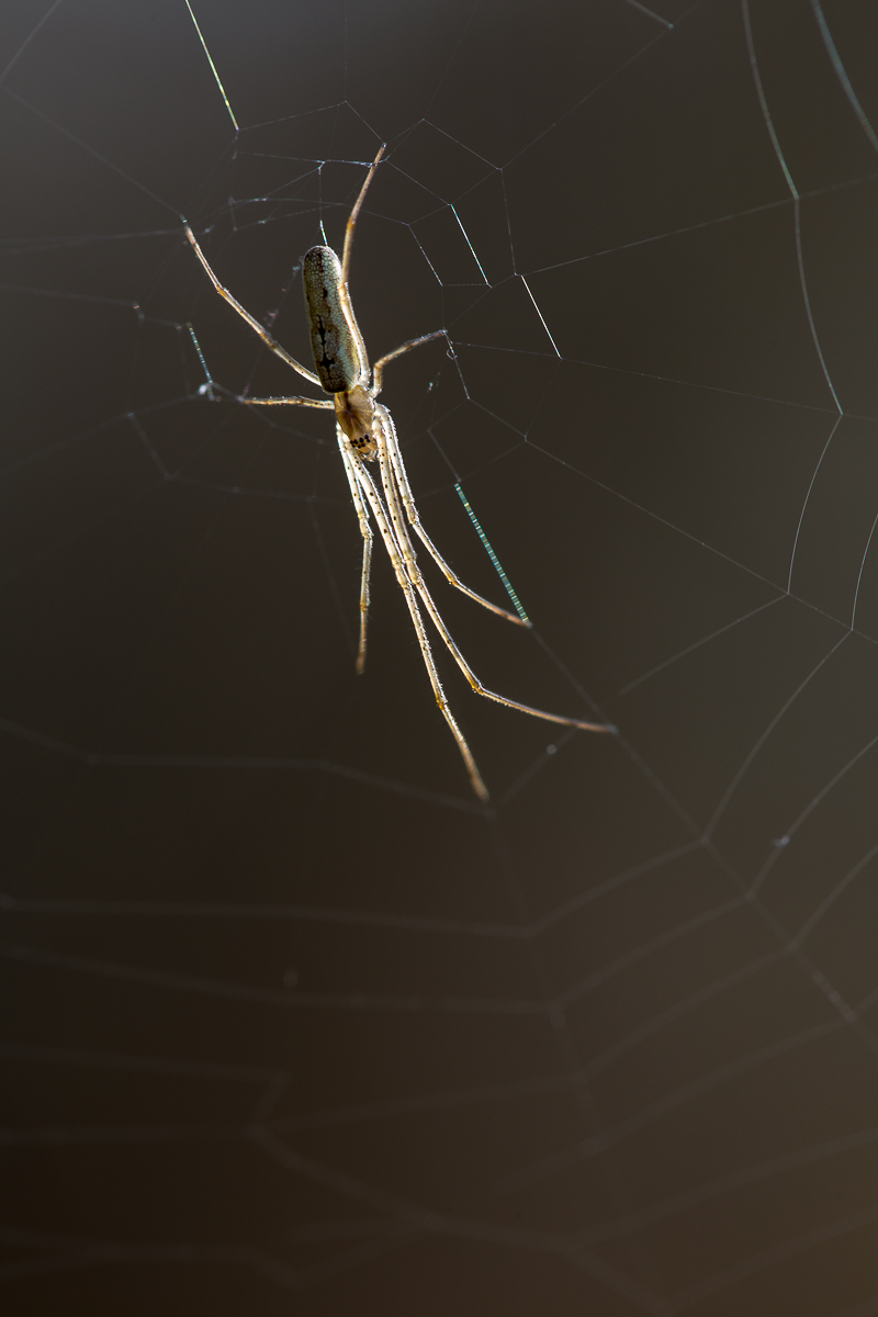 Spinne 1 (1 von 1).jpg