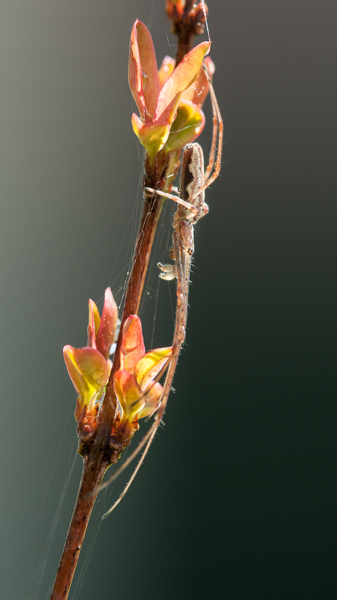 Spinne 125.jpg