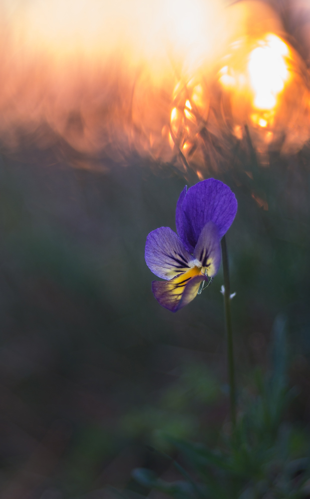 ViolettesGalmeiStiefmütterchen1.jpg