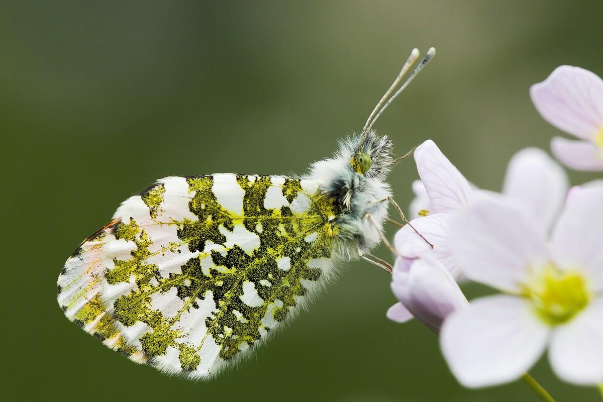 comp_ks02. Mai 20151518-2.jpg