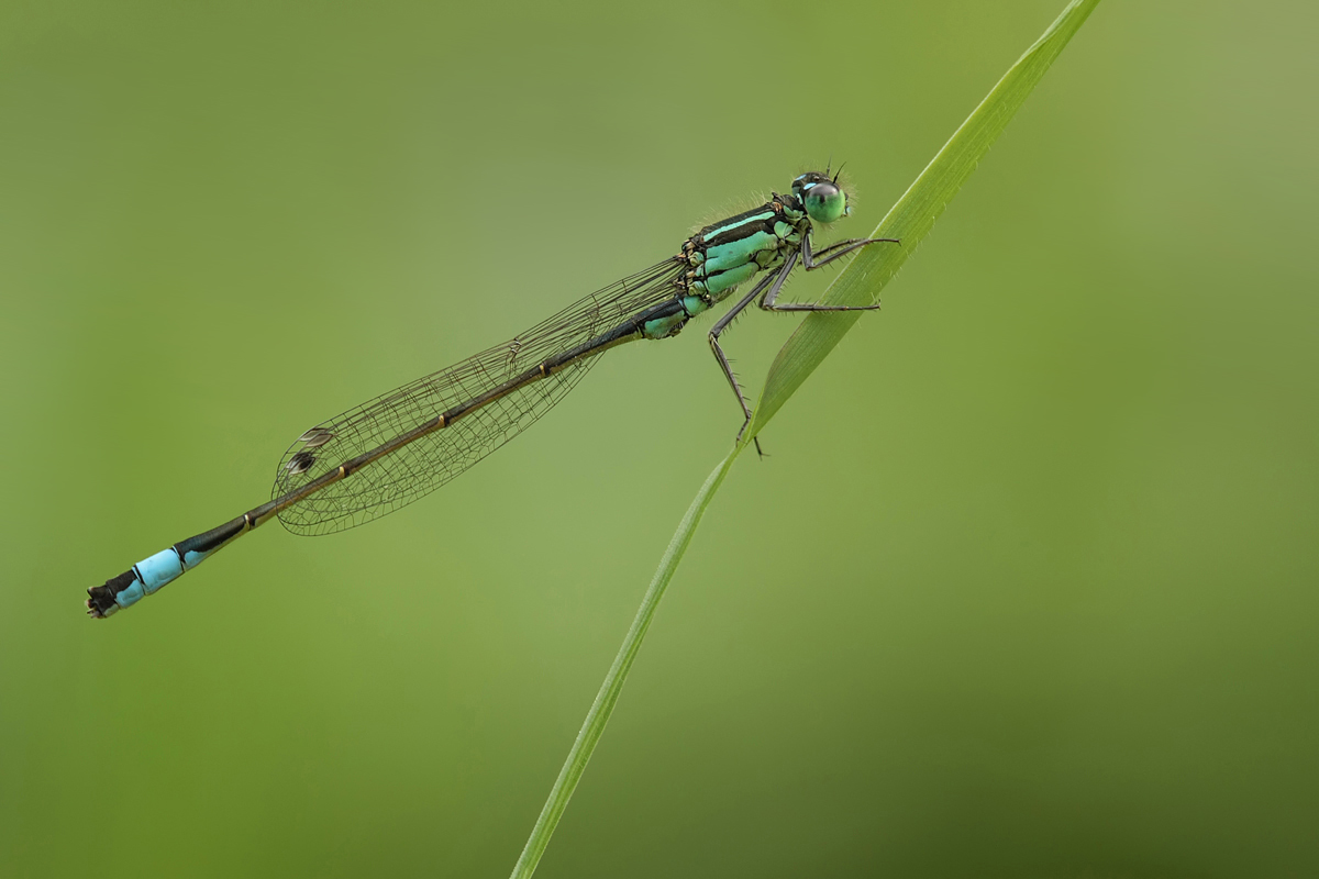 Ischnura elegans_m_IMG_7809a2.jpg