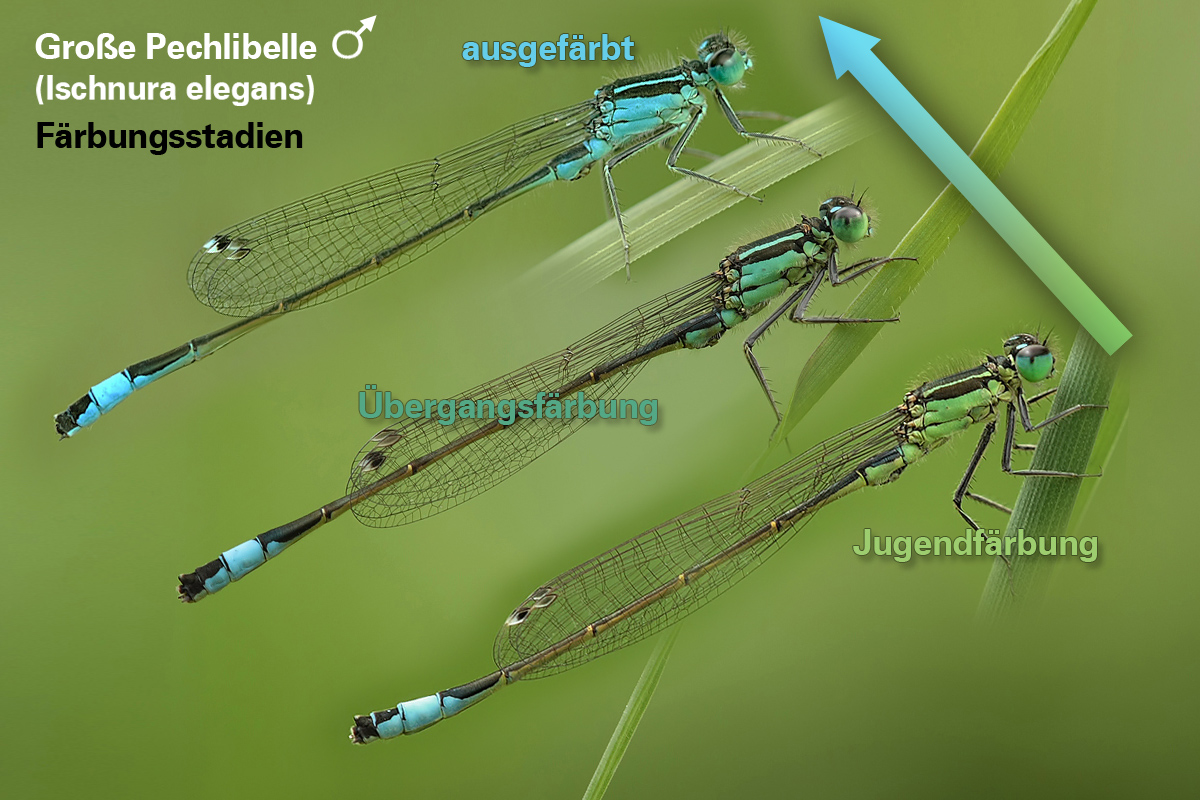 Ischnura elegans_m_Färbungsstadien.jpg