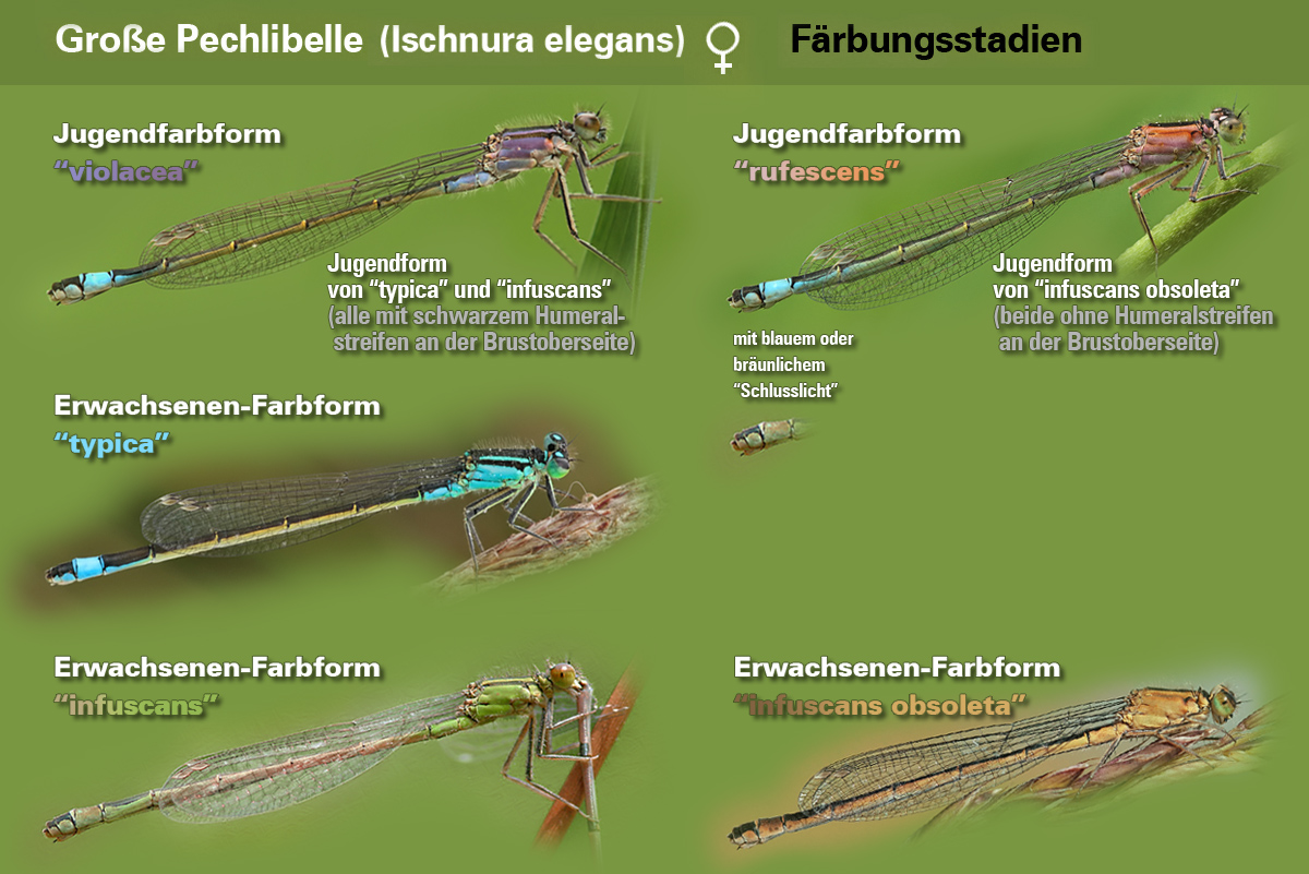 Ischnura elegans_m_Färbungsstadien_weiblich.jpg