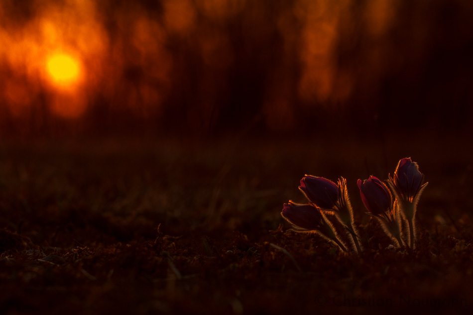 Kuhschellen_bei_untergehender_sonne_©_by_Christian_naumann.jpg