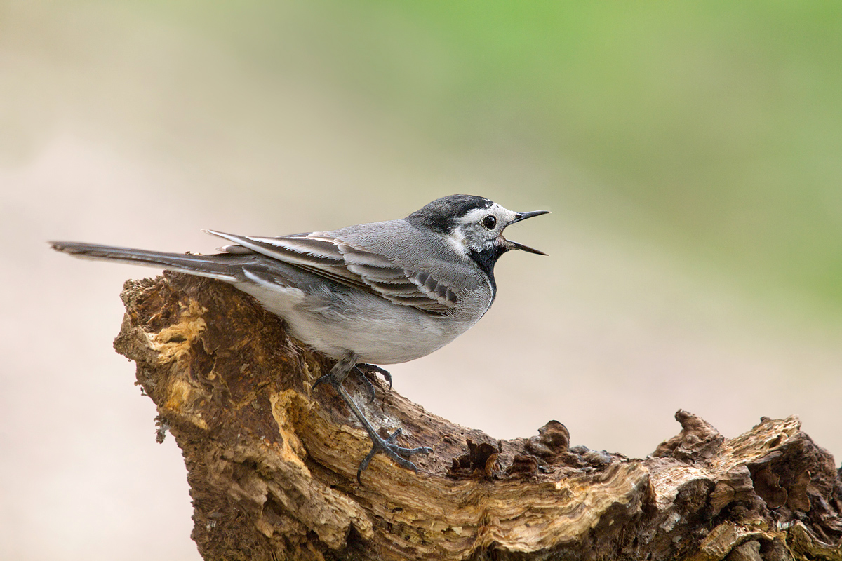Motacilla-alba-OG306122.jpg