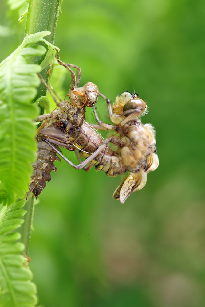 Epitheca_bimaculata_f_IMG_0.jpg