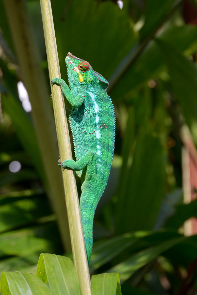 DSC_3793 Cham 1.jpg