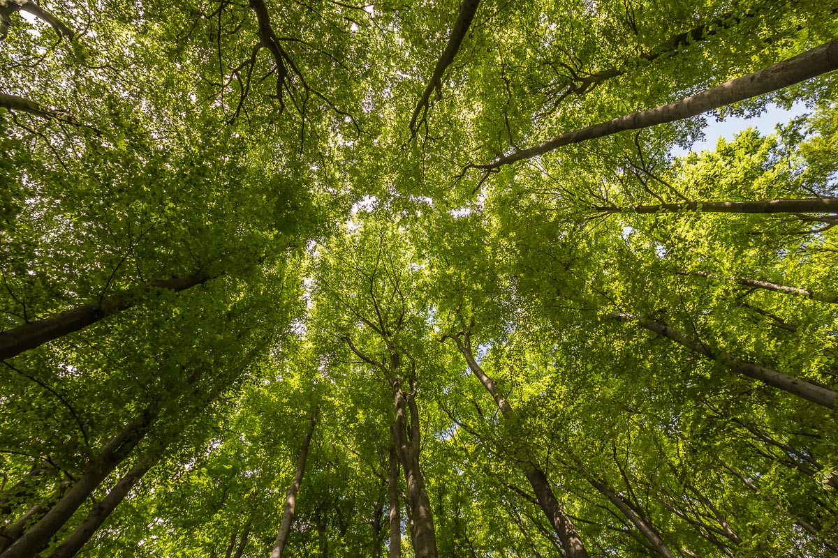 IMG_5142_Sigma10-20mm_.jpg