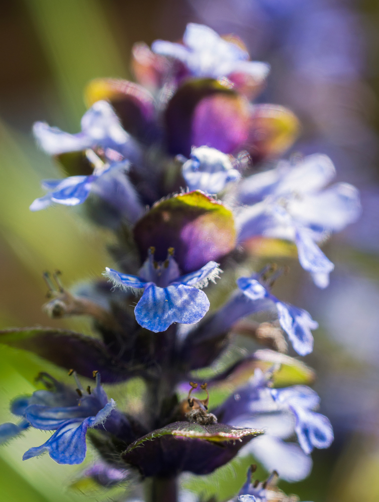 P1110187-1.jpg