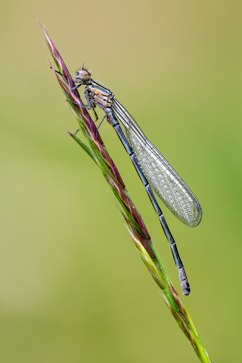 Libelle 5 (1 von 1).jpg