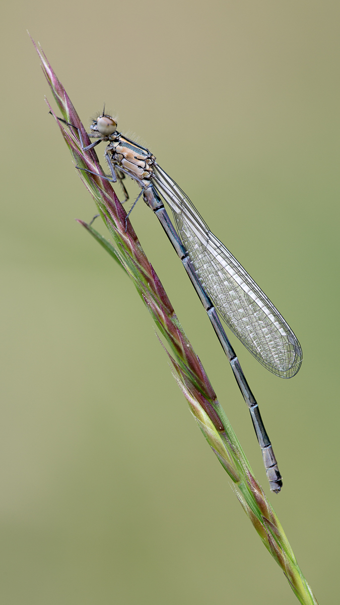 Libelle 16 (1 von 1).jpg