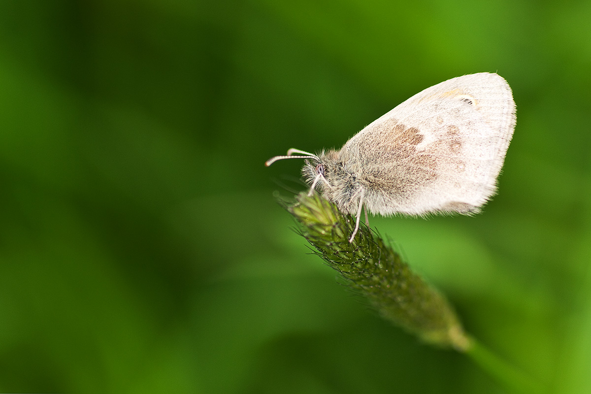 P1090053_bearbeitet-2.jpg