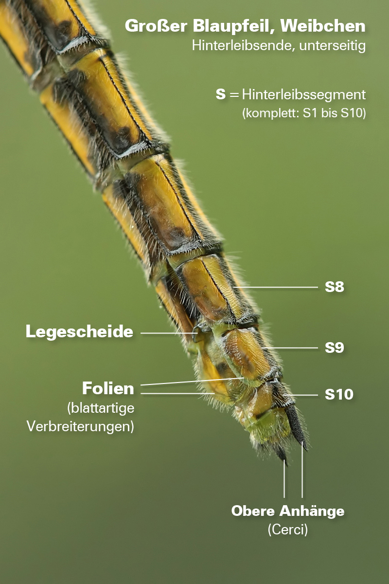 Orthetrum cancellatum_w_Hinterleibsende_IMG_1021_benennungen.jpg