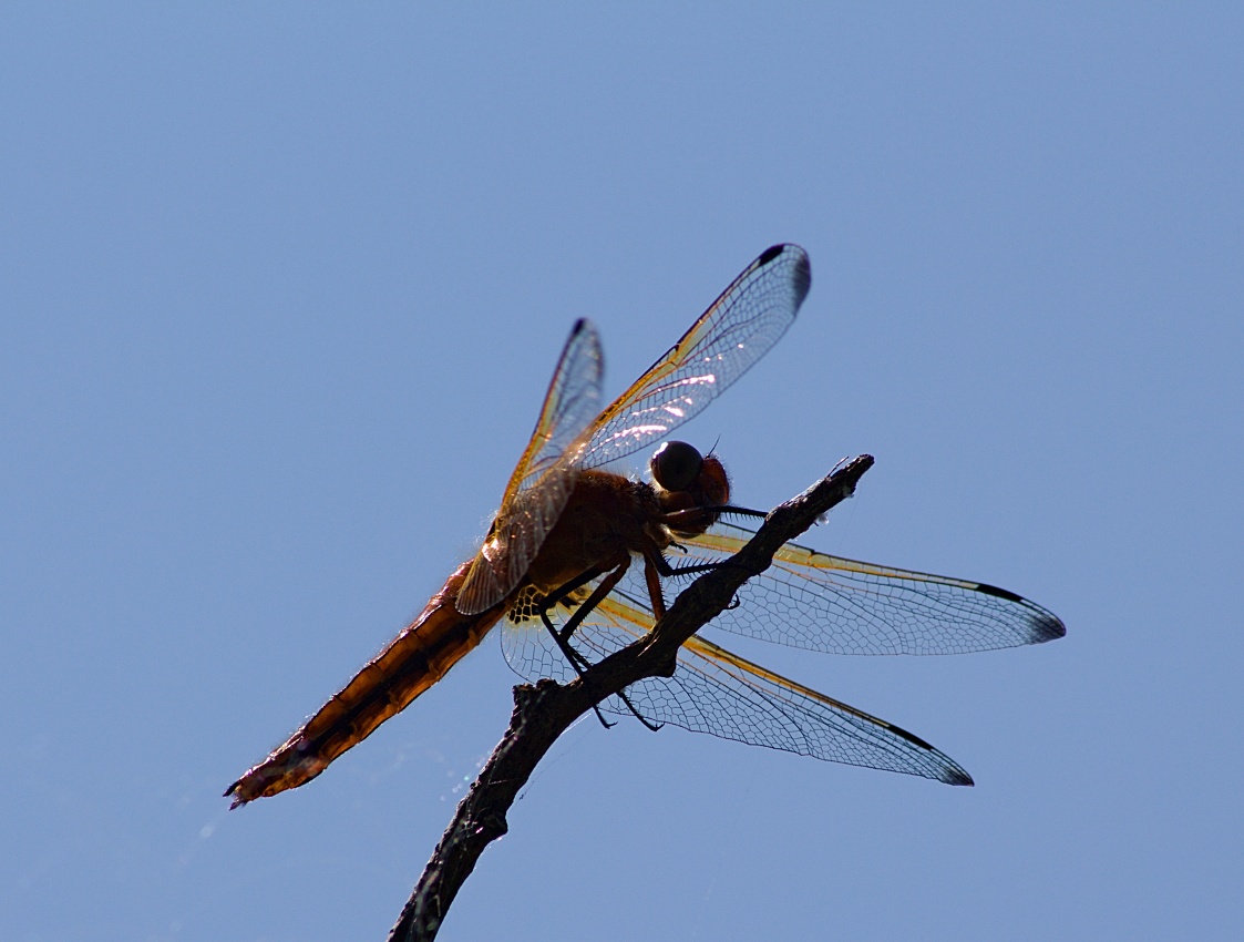 IMG_3836.jpg