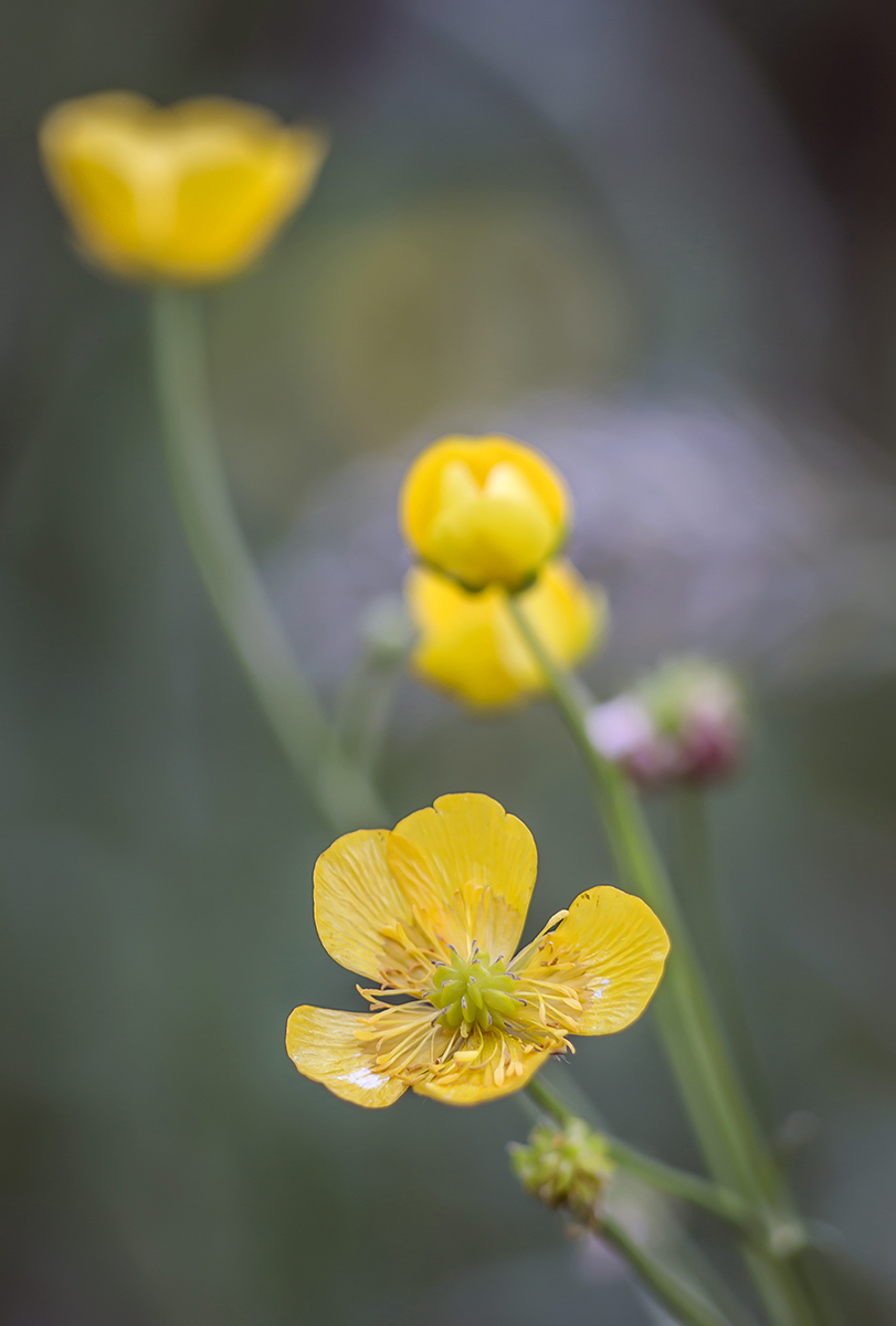 Butterblume122.jpg