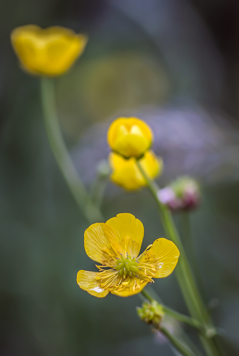 Butterblume12-3.jpg
