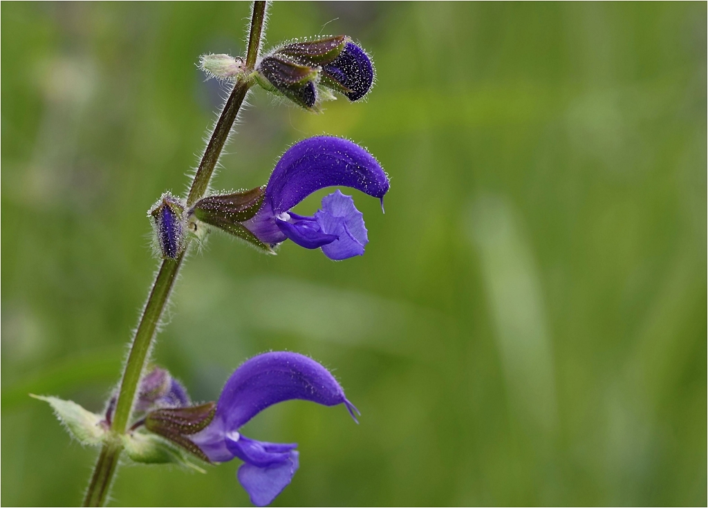 k-Blume blau !2abm.jpg