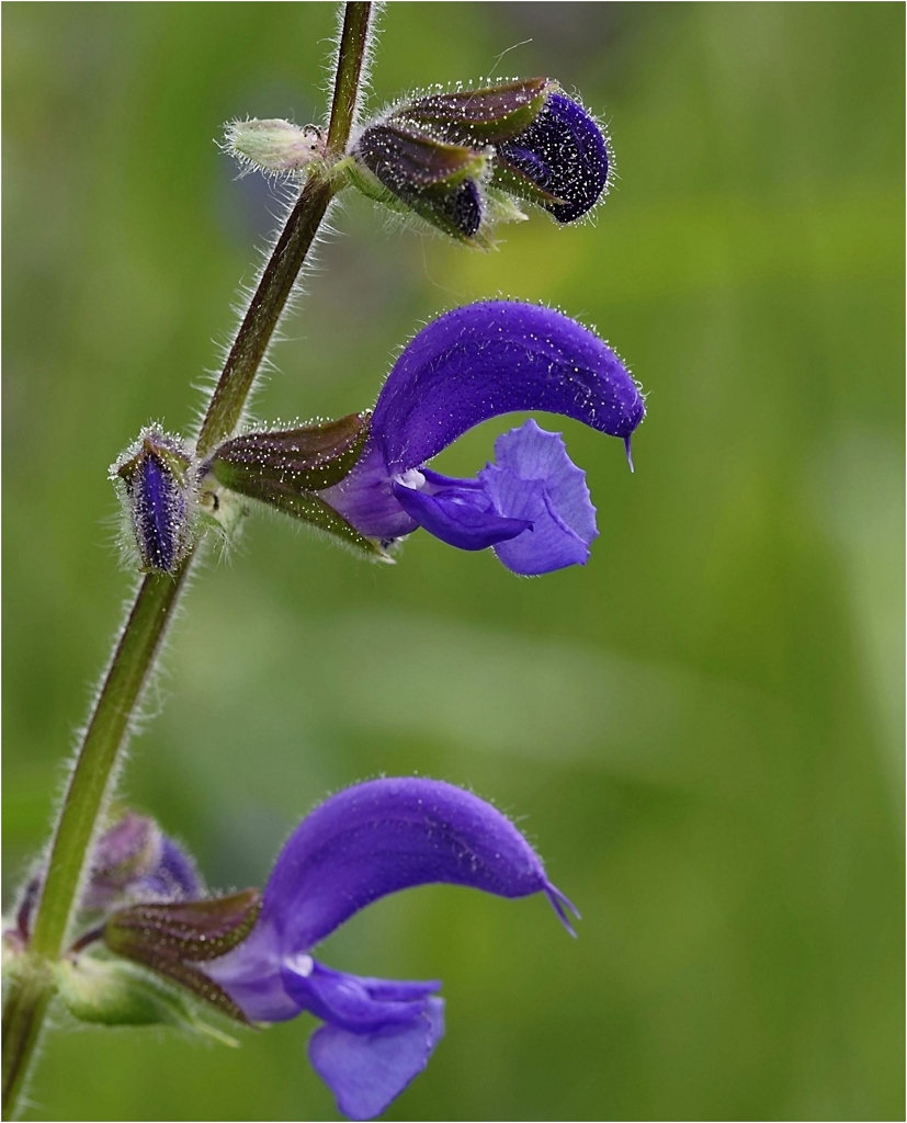 k-Blume blau !KL.jpg