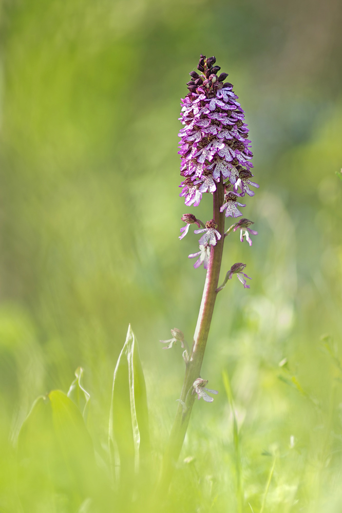 Orchis-purpurea1-GG104912.jpg