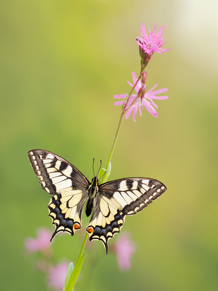 Papilio-machaon-OG280042.jpg